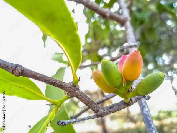 Rudravanti Benefits